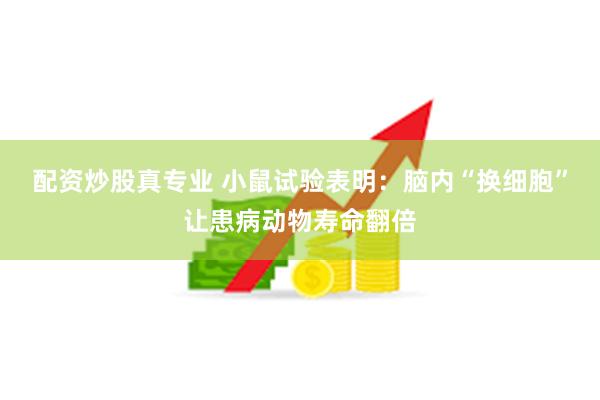 配资炒股真专业 小鼠试验表明：脑内“换细胞”让患病动物寿命翻倍